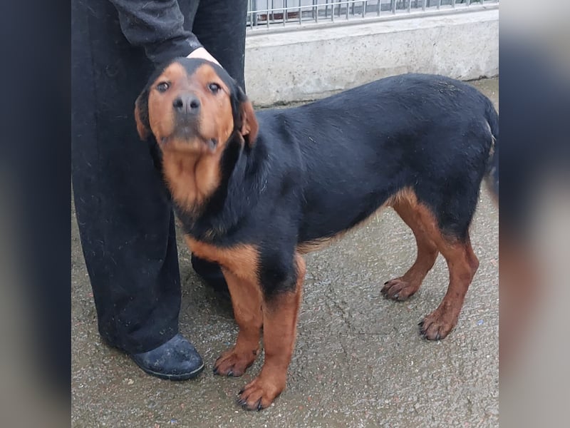 Bertone: trotz allem: er liebt Menschen über alles