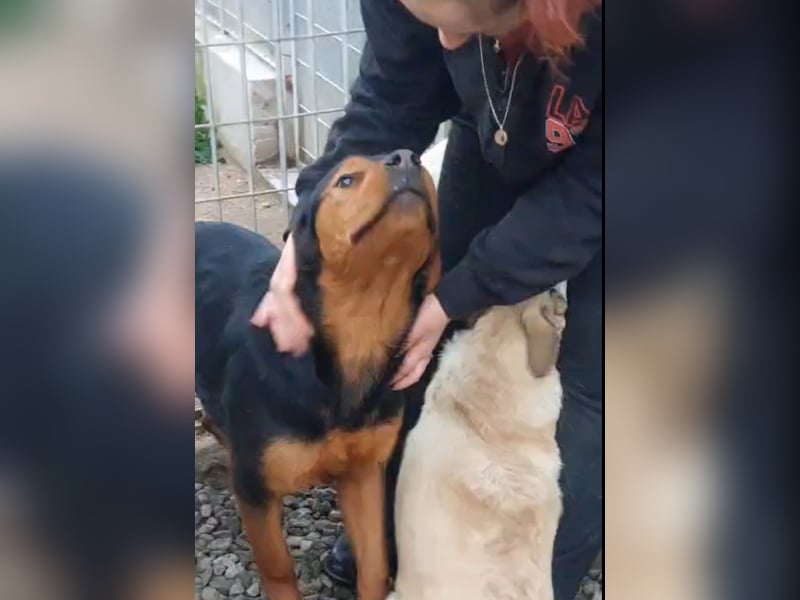 Bertone: trotz allem: er liebt Menschen über alles