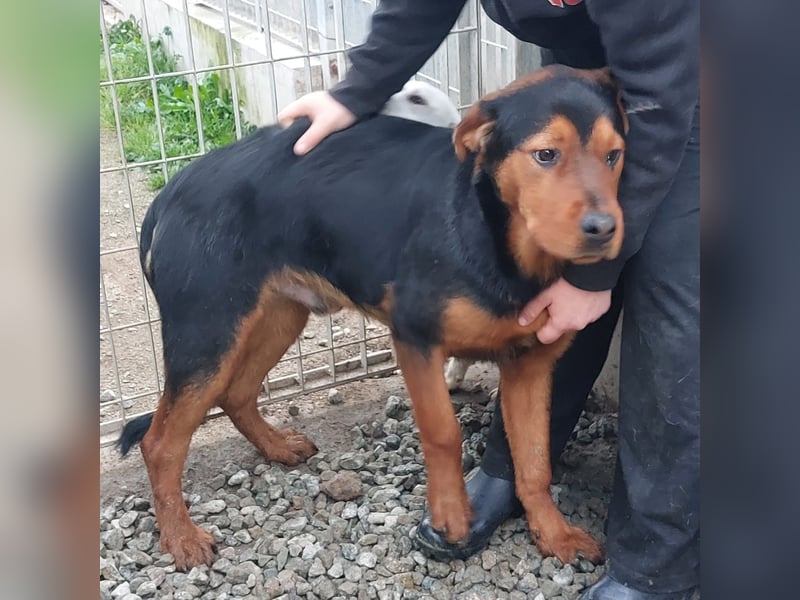 Bertone: trotz allem: er liebt Menschen über alles