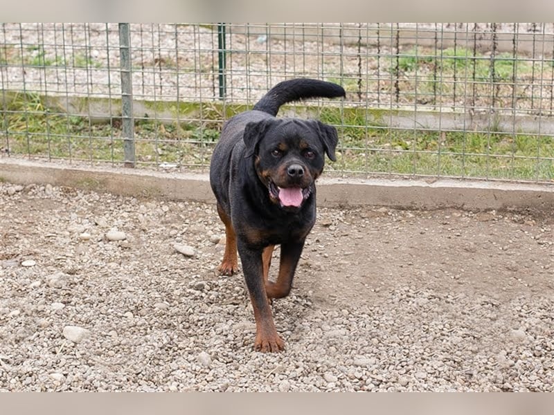 EDE - starker Typ sucht konsequente Führung mit Hundeerfahrung!