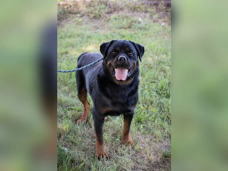 EDE - starker Typ sucht konsequente Führung mit Hundeerfahrung!