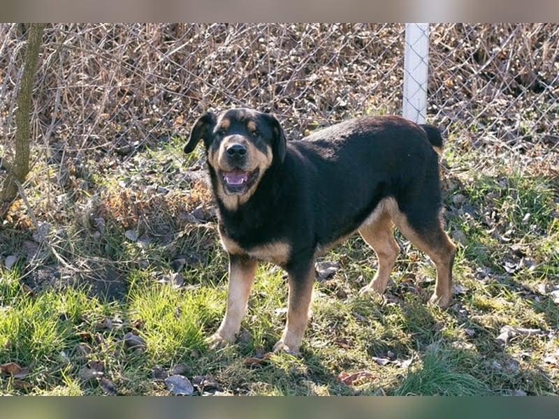 ENZO - der nette und charmante Rüde liebt die Gesellschaft von Menschen und Artgenossen