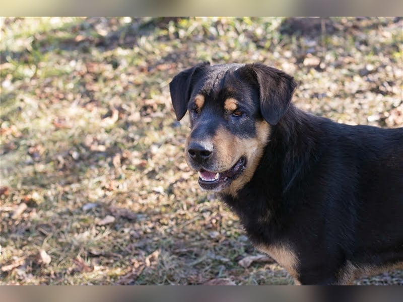 ENZO - der nette und charmante Rüde liebt die Gesellschaft von Menschen und Artgenossen