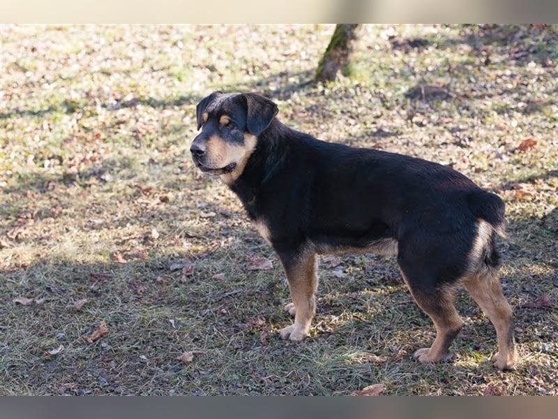 ENZO - der nette und charmante Rüde liebt die Gesellschaft von Menschen und Artgenossen