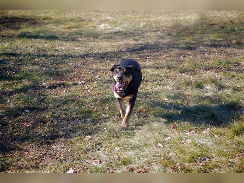 ENZO - der nette und charmante Rüde liebt die Gesellschaft von Menschen und Artgenossen