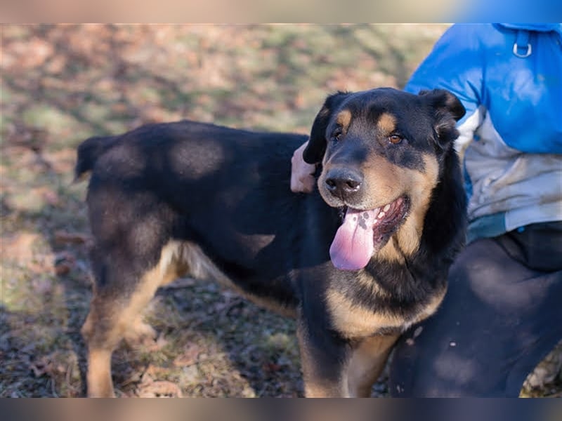 ENZO - der nette und charmante Rüde liebt die Gesellschaft von Menschen und Artgenossen