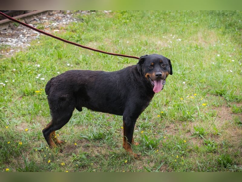 BALI - ich suche ein hundeerfahrenes Zuhause!