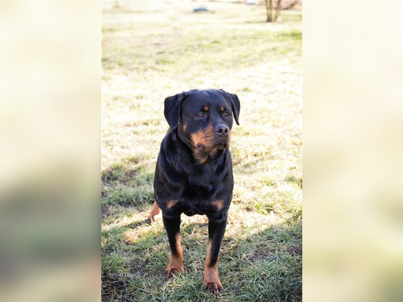 EDE - starker Typ sucht konsequente Führung mit Hundeerfahrung!