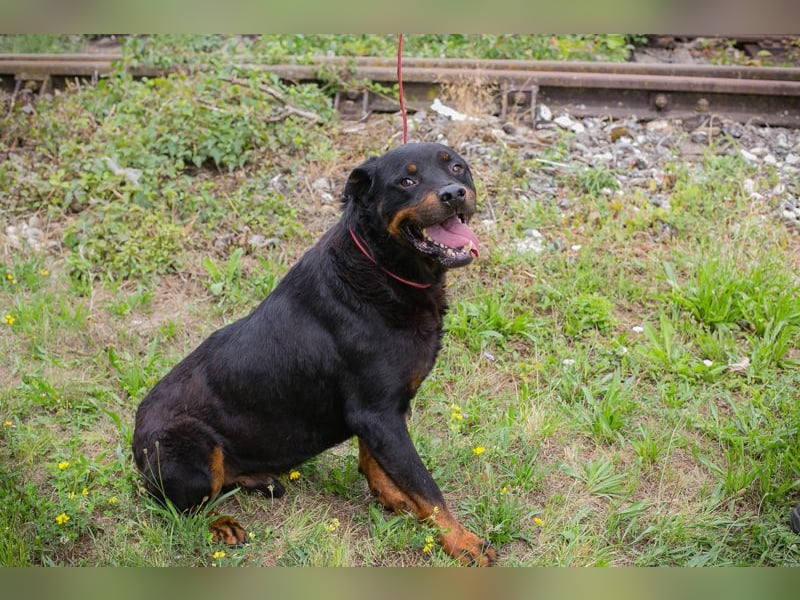 BALI - ich suche ein hundeerfahrenes Zuhause!