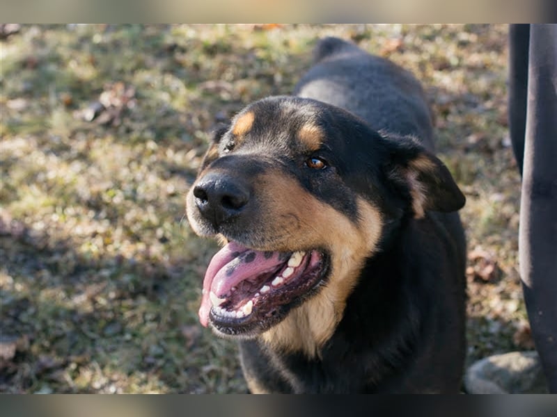 ENZO - der nette und charmante Rüde liebt die Gesellschaft von Menschen und Artgenossen