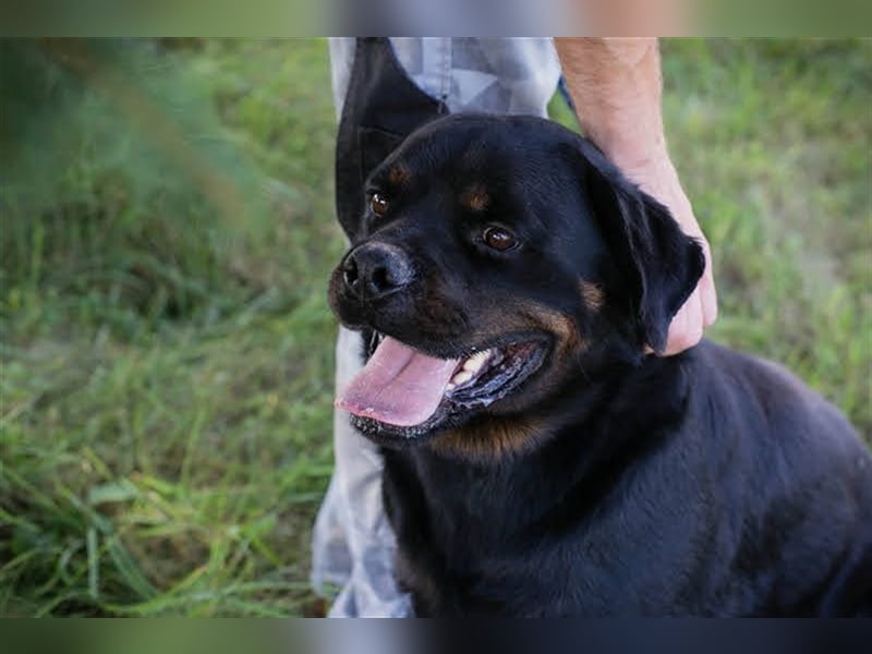 EDE - starker Typ sucht konsequente Führung mit Hundeerfahrung!