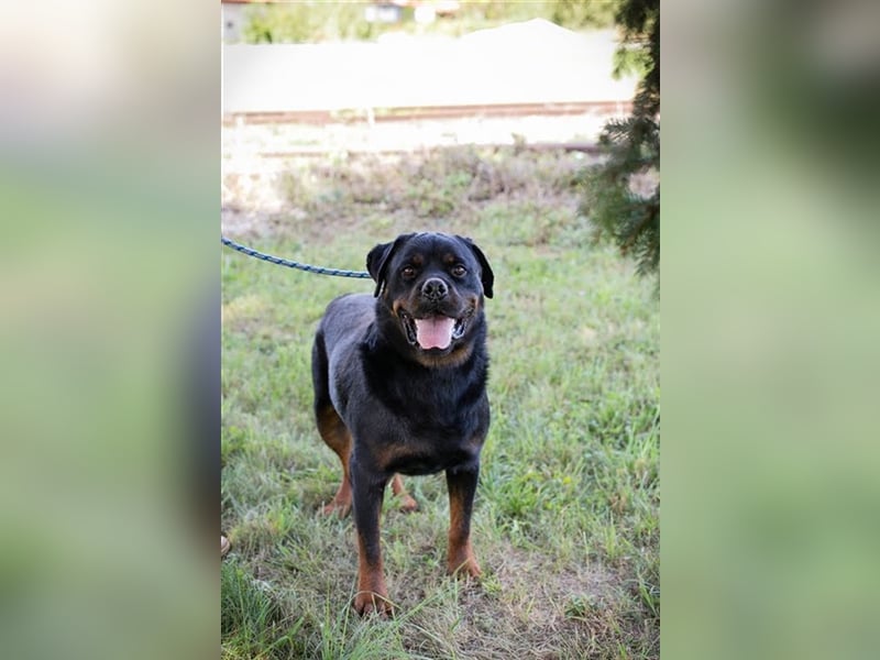 EDE - starker Typ sucht konsequente Führung mit Hundeerfahrung!