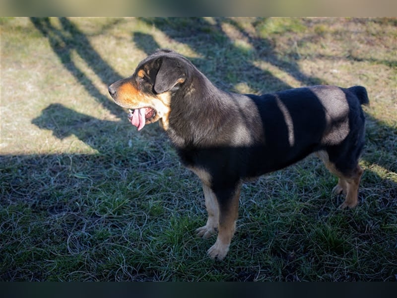 ENZO - der nette und charmante Rüde liebt die Gesellschaft von Menschen und Artgenossen