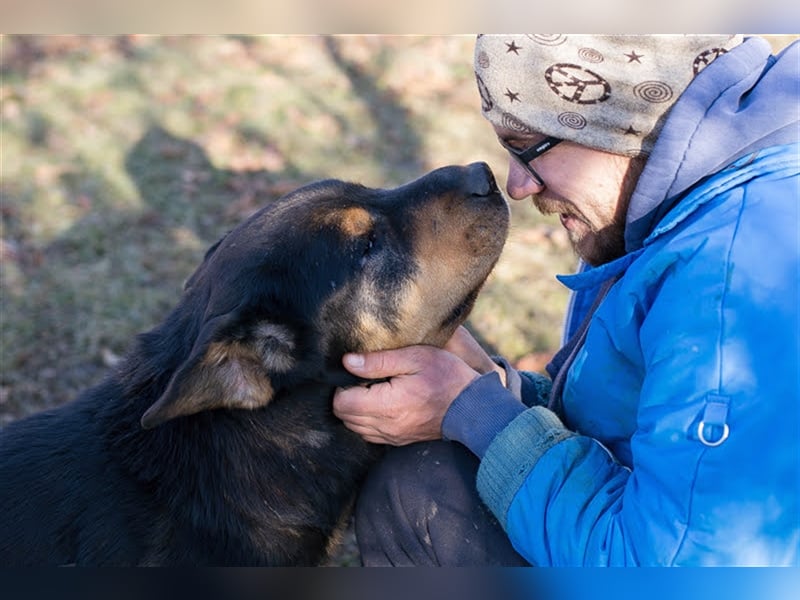 ENZO - der nette und charmante Rüde liebt die Gesellschaft von Menschen und Artgenossen