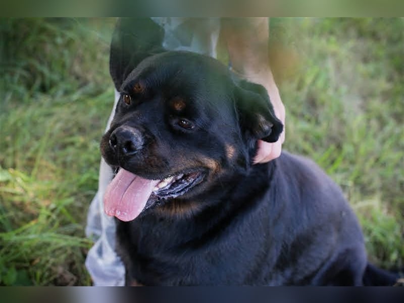 EDE - starker Typ sucht konsequente Führung mit Hundeerfahrung!