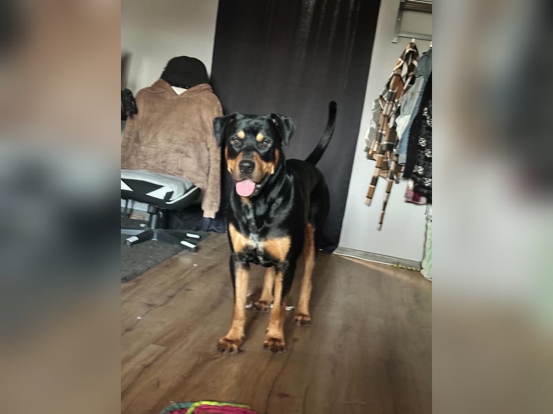 Vermittlungshilfe für Mailo❤️