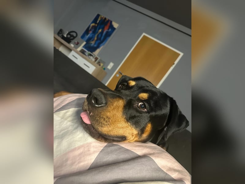 Vermittlungshilfe für Mailo❤️