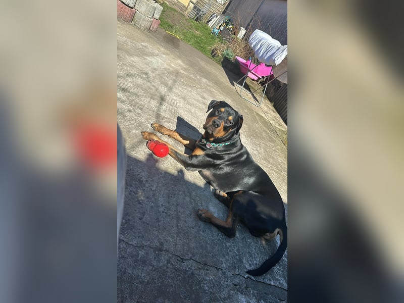 Vermittlungshilfe für Mailo❤️