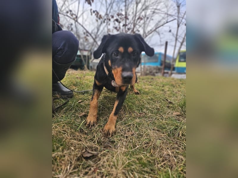Rocky - verschmuster Rottweiler-Mix-Rüde sucht ein Zuhause