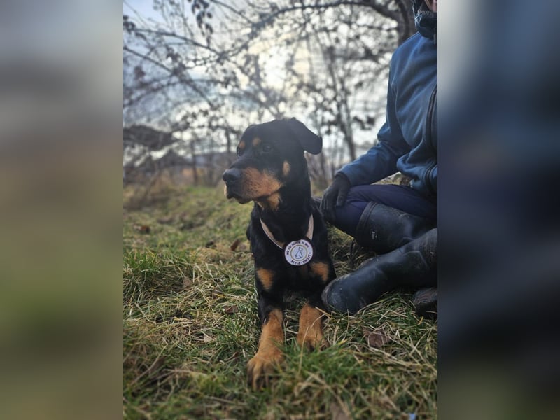 Rocky - verschmuster Rottweiler-Mix-Rüde sucht ein Zuhause
