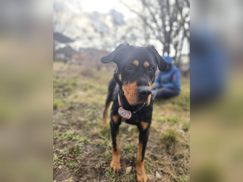 Rocky - verschmuster Rottweiler-Mix-Rüde sucht ein Zuhause