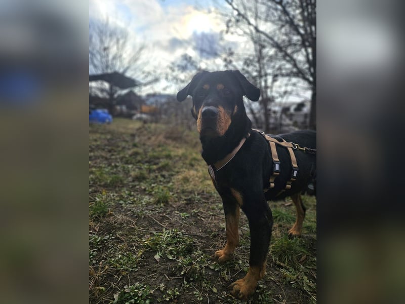 Rocky - verschmuster Rottweiler-Mix-Rüde sucht ein Zuhause
