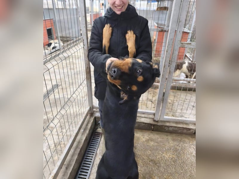 Rocky - verschmuster Rottweiler-Mix-Rüde sucht ein Zuhause
