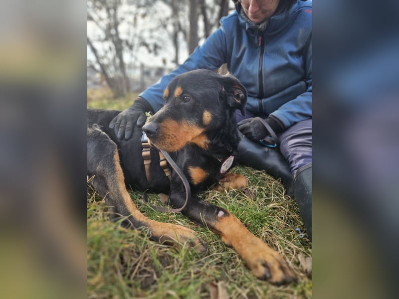 Rocky - verschmuster Rottweiler-Mix-Rüde sucht ein Zuhause