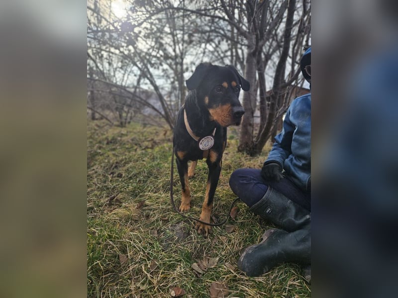 Rocky - verschmuster Rottweiler-Mix-Rüde sucht ein Zuhause