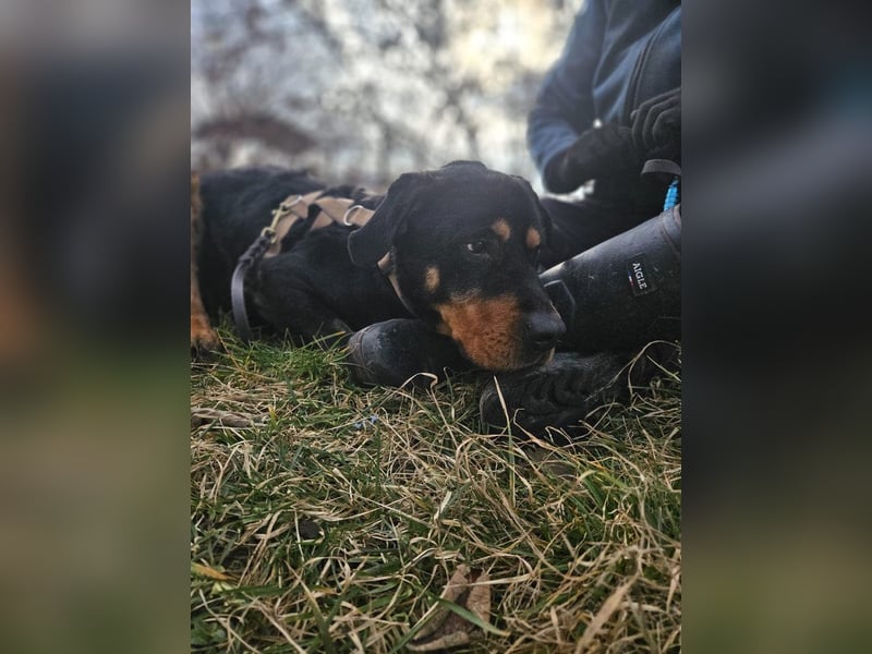 Rocky - verschmuster Rottweiler-Mix-Rüde sucht ein Zuhause