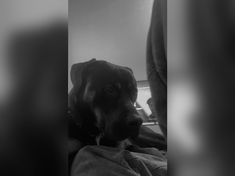 Rottweiler Mischling Arkani