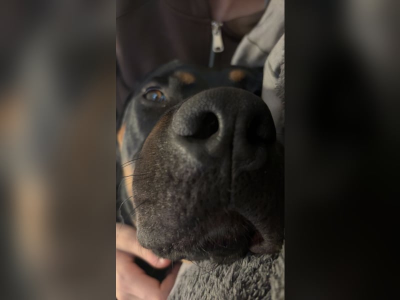 Rottweiler Mischling Arkani