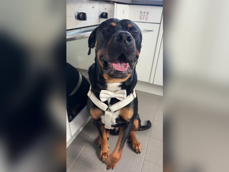 Rottweiler Mischling Arkani