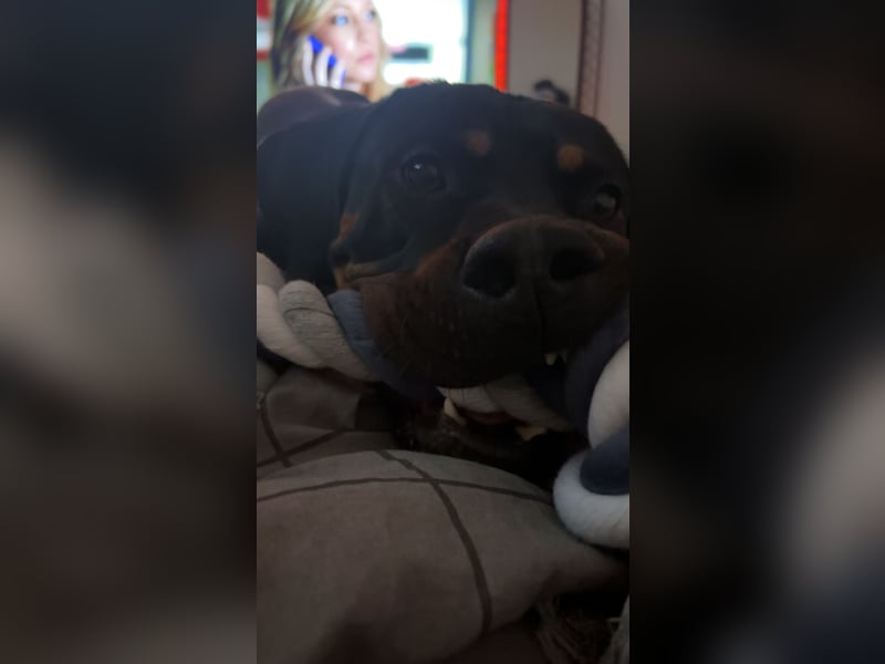 Rottweiler Mischling Arkani
