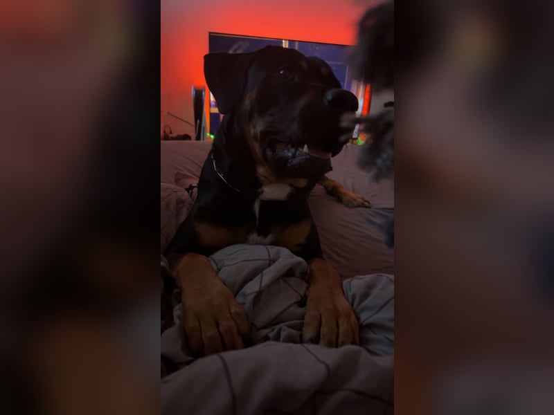 Rottweiler Mischling Arkani