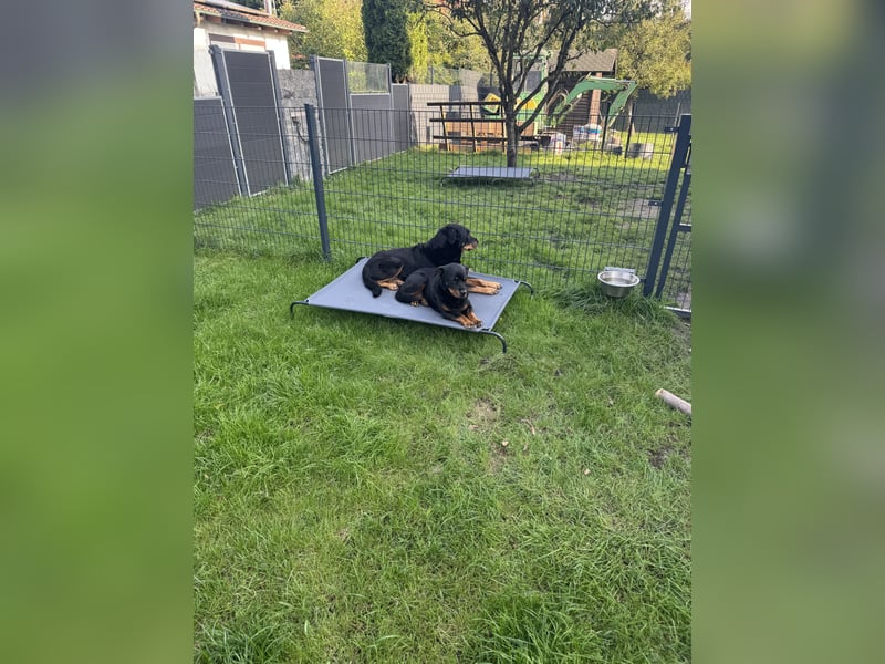 Verschmuste Rottweiler Mix Hündin sucht Zuhause