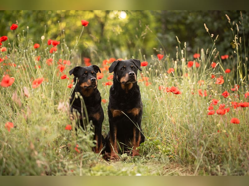 Verschmuste Rottweiler Mix Hündin sucht Zuhause
