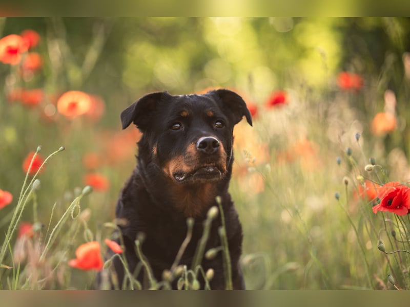 Verschmuste Rottweiler Mix Hündin sucht Zuhause