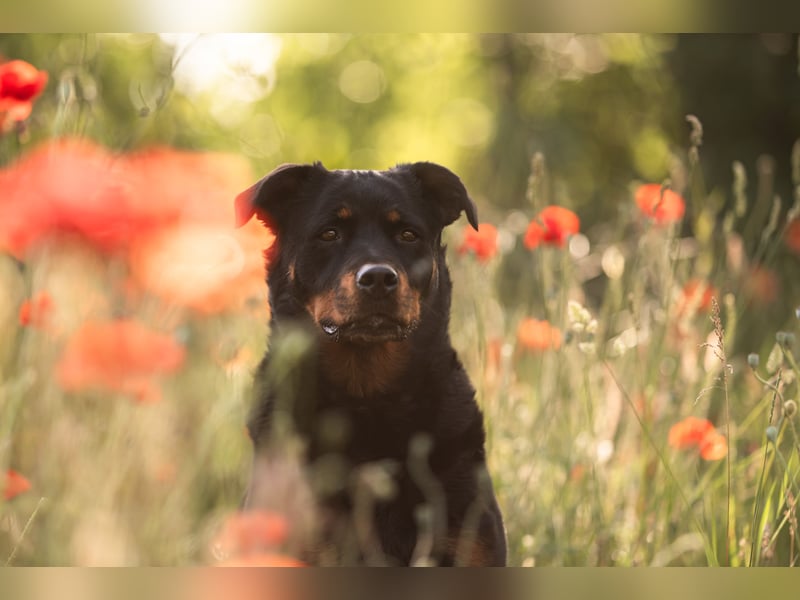 Verschmuste Rottweiler Mix Hündin sucht Zuhause