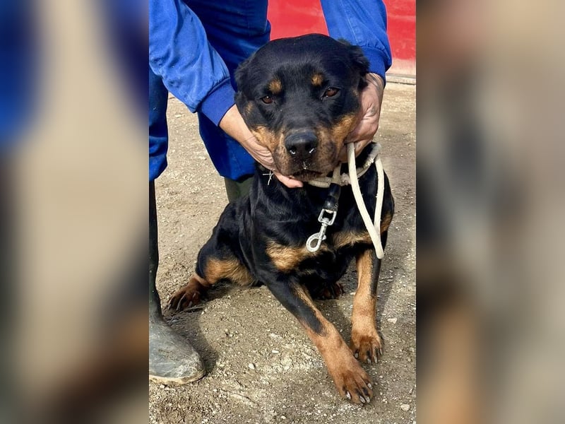 Kelly - lernwillig, verschmust und freundlich