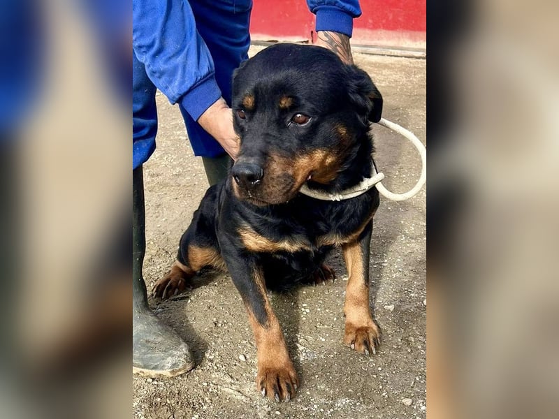 Kelly - lernwillig, verschmust und freundlich