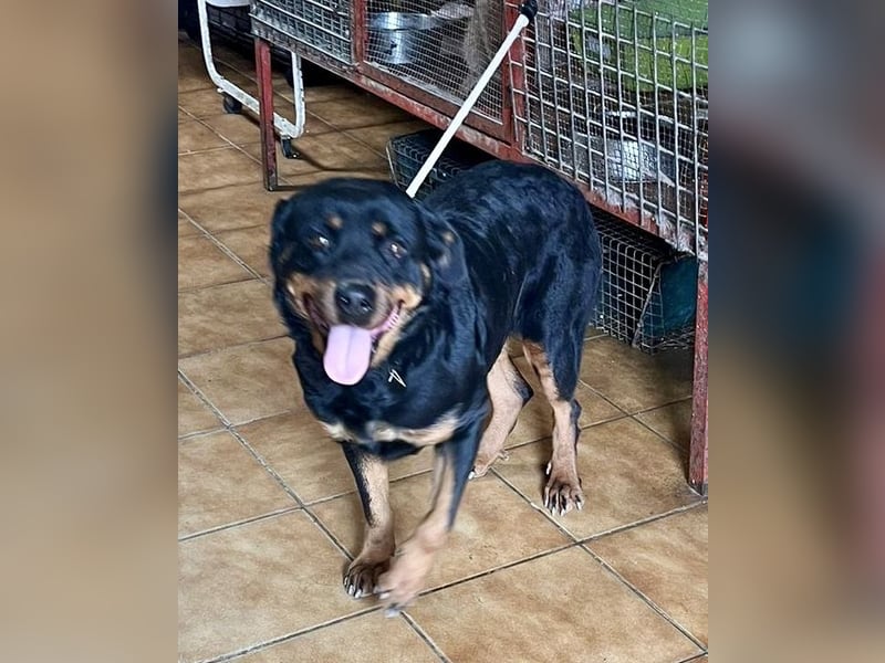 Kelly - lernwillig, verschmust und freundlich