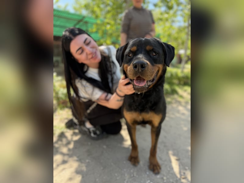 Rocky KC -Wunderschöner Rottweiler-Bub sucht sein Happy End