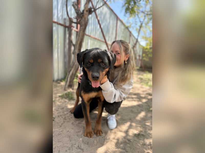 Rocky KC -Wunderschöner Rottweiler-Bub sucht sein Happy End