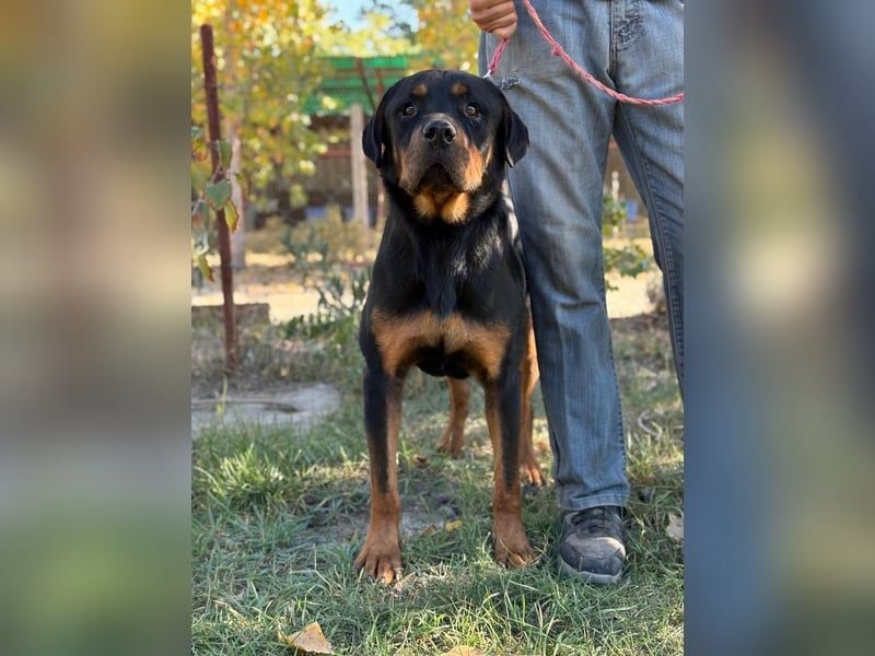 Rocky KC -Wunderschöner Rottweiler-Bub sucht sein Happy End