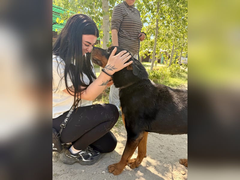 Rocky KC -Wunderschöner Rottweiler-Bub sucht sein Happy End
