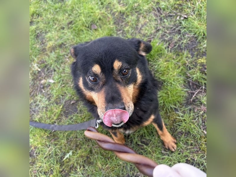 Rex ein gutmütiger Rüde