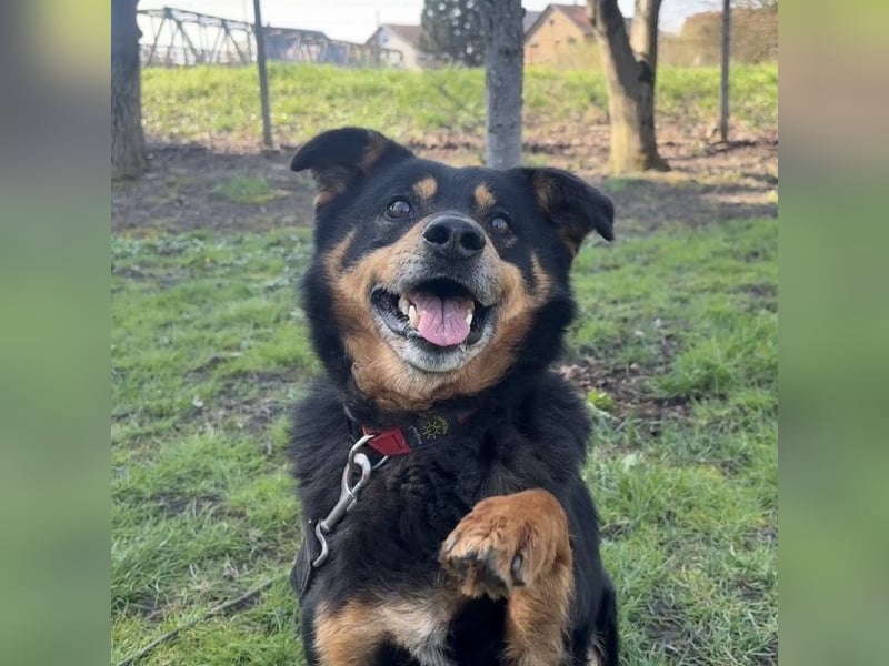 Rex ein gutmütiger Rüde