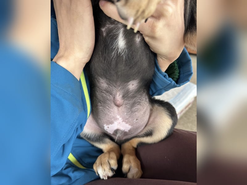 Roco ein kleiner sanfter Engel