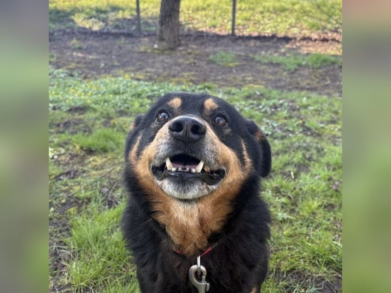 Rex ein gutmütiger Rüde